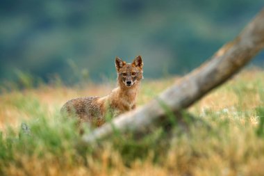 Altın çakal, çim çayır, sahne besleme Canis aureus, Madzharovo, Kırcaali, Bulgaristan. Yaban hayatı Balkan. Vahşi köpek davranış sahne, doğa. Dağ hayvan yaşam alanı çalıştırın. Çakal catch.