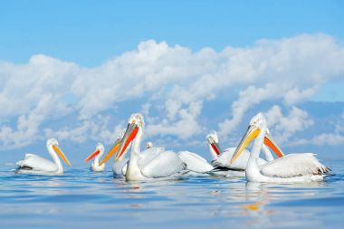Tepeli pelikan, Lake Kerkini, Yunanistan'da Pelecanus crispus. Palican açık kanadı, Av hayvanı. Yaban hayatı sahne Europe doğadan. Bunu uçakta mavi gökyüzü. Uzun Turuncu gagalı Palican. Sinek kuşu. 