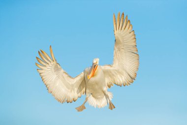 Kuş sinek içinde. Tepeli pelikan, Lake Kerkini, Yunanistan'da Pelecanus crispus. Palican açık kanadı, Av hayvanı. Yaban hayatı sahne Europe doğadan. Bunu uçakta mavi gökyüzü. Palican uzun Turuncu gagalı.