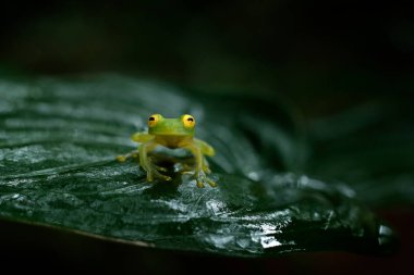 Fleschmanns cam kurbağa, Hyalinobatrachium fleischmanni, doğa yaşam alanı, hayvan kurbağa Kosta Rika, geniş açı lens gelen orman Nehri'nde iri kırmızı gözlü. Güzel kurbağa, egzotik hayvan, orman Amerika 
