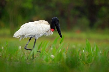 Jabiru Mart çiçek. Kuş, Jabiru mycteria, siyah ve beyaz yeşil suda ıslatın ve çiçekler, Pantanal, Brezilya, yaban hayatı sahne Güney Amerika'dan. Güzel kuş bataklık. Jabiru su.