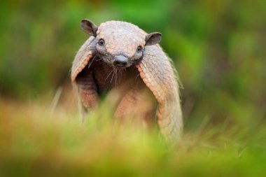 Brezilya sevimli hayvan. Armadillo, sarı Armadillo, Euphractus sexcinctus, Pantanal, Brezilya altı şeritli. Doğadan yaban hayatı sahne. Otların arasında gizli Armadillo, yüz portre, komik portresi. Yaban hayatı.