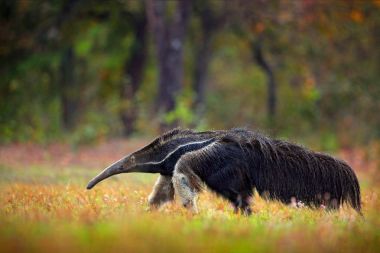 Anteater, cute animal from Brazil. Running Giant Anteater, Myrmecophaga tridactyla, animal with long tail and log nose, in nature forest habitat, Pantanal, Brazil. Wildlife South America. Funny image. clipart
