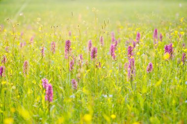 Vahşi orkide çiçekleri ile sabah çayır. Doğada gündoğumu. Yapraklı Marsh orkide, Dactylorhiza majalis, Avrupa karasal vahşi orkide, habitat. Doğa bahar sahne, Europe.