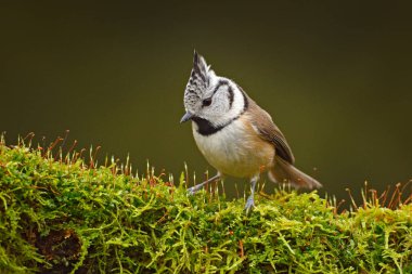 Tepeli baştankara oturma, Songbird güzel yeşil yosun liken dalı açık yeşil arka plana sahip. Sorguç, Çek Cumhuriyeti kuş doğa yeşil yosun Habitat kuş. Yaban hayatı Avrupa, songbird. 