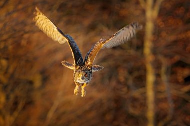 Baykuş sinek, orman. Avrasya kartal baykuş Bubo bubo, orman habitat, turuncu sonbahar ağaçlarda açık kanatlı uçan. Yaban hayatı olay yerinden doğa orman, Rusya. Hayvan sonbahar ahşap.