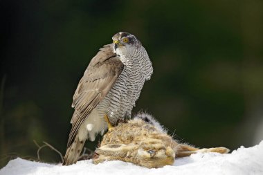 Çakır kuşu, kuş av kill tavşan ve kar çayır açık kanatlı, arka plan bulanık karanlık ormanda Tarih iniş, hayvan eylem sahne, Almanya. Hayvan davranış. Yaban hayatı Avrupa. Karda çakır kuşu.