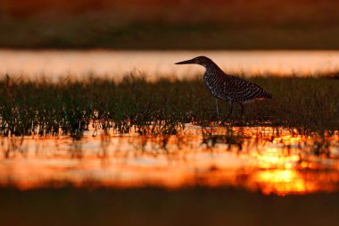 Heron ve turuncu sarı günbatımı. Akşam güneş, çizgili kaplan-Heron, Tigrisoma lineatum, arka ışık, doğa ortamlarında Pantanal, Brezilya akşam ile motteled kuş. Su kuşu doğa ortamlarında.