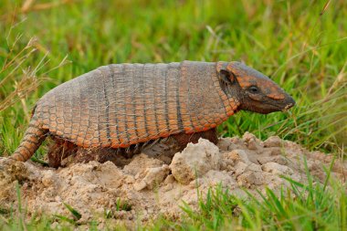 Otların arasında gizli Armadillo, yüz portre, komik portresi. Güney Amerika'nın vahşi yaşam. Armadillo, sarı Armadillo, Euphractus sexcinctus, Pantanal, Brezilya altı şeritli. Yaban hayatı sahne doğadan.
