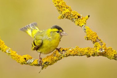Sarı kuş. İskete dalı ile sarı liken, oturup, Carduelis spinus, arka plan temizleyin. Doğada yabani hayvanlar ve bitkiler sahne. Güzel sarı liken ağaç dalı.