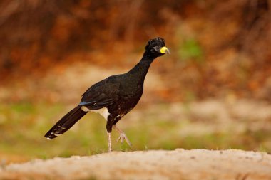 Curassow Gölü su yakınında. Curassow, çıplak yüzlü Crax fasciolata, yellew bill doğa Habitat, Barranco Alto, Pantanal, Brezilya ile büyük siyah kuş. Brezilya Nehir yaban hayatı.
