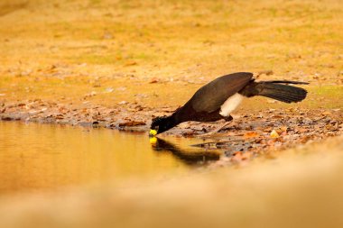 Curassow drinking lake water. Bare-faced Curassow, Crax fasciolata, big black bird with yellew bill in the nature habitat, Barranco Alto, Pantanal, Brazil clipart