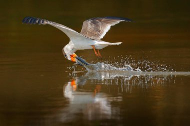 Kepçe içecek su. Siyah şapka uç, nehir, Rio Negro, Pantanal, Brezilya. Kepçe içme suyu açık kanatlı. Vahşi doğa, doğa göl habitat kuş yaban hayatı sahne. Büyük sumru sinek.