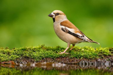 Güzel songbird, bayağı Kocabaş, su ayna, kahverengi songbird oturan su, güzel liken ağaç dalı, kuş doğa Habitat içinde iç içe geçirme, yansıma, yansıtma, Almanya bahar -. Şirin kuş
