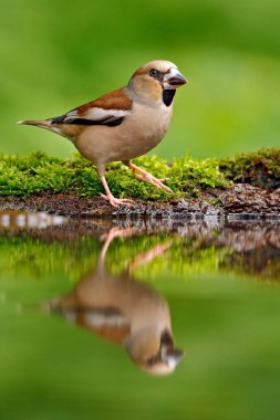 Güzel songbird, bayağı Kocabaş, su ayna, kahverengi songbird oturan su, güzel liken ağaç dalı, kuş doğa Habitat içinde iç içe geçirme, yansıma, yansıtma, Almanya bahar -. Şirin kuş