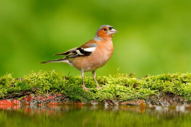 Güzel songbird, ispinoz, ispinoz coelebs, su ayna, kahverengi songbird oturan su, güzel liken ağaç dalı, kuş doğa ortamlarında, iç içe, Bahar - yansıma, yansıtma, 