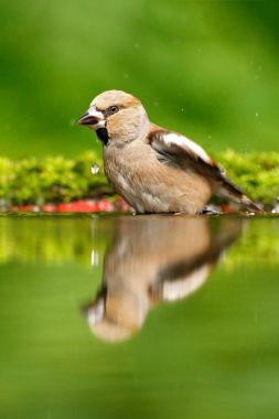 Güzel songbird, bayağı Kocabaş, su ayna, kahverengi songbird oturan su, güzel liken ağaç dalı, kuş doğa Habitat içinde iç içe geçirme, yansıma, yansıtma, Almanya bahar -. Şirin kuş