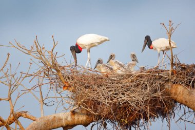Kuş aile yuvası içinde. Anne ile kız. Genç jabiru, ağaç yuva ile mavi gökyüzü, Pantanal, Brezilya, yaban hayatı sahne Güney Amerika'dan. Doğada hayvan davranış. İç içe geçmiş sezon Güney Amerika.