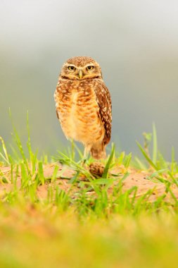 Oyuk baykuşu, Athene cunicularia, gece kuşu ile güzel bir akşam güneş, doğa ortamında, Mato Grosso, Pantanal, Brezilya hayvan. Yaban hayatı sahne doğadan, vahşi Brezilya baykuş. Çim büyük gözleri. 