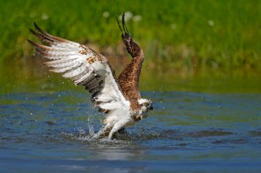 Osprey balık ile uçan. Kuş, doğa su yaşam alanı ile eylem sahne. Osprey balık fly ile. Balıklı göl, Finlandiya yüzme su avcılık pençe, yırtıcı kuş. Osprey catch balık.