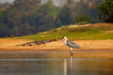 Cocoi balıkçıl, Ardea cocoi, akşam güneşi, Pantanal, Brezilya ile kuş. Güzel sabah güneşi kuş. Gün batımı doğa göl. Yaban hayatı Brezilya. Heron, gündoğumu, Pantanal. Timsah arka planda.