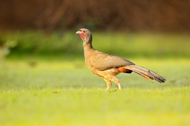 Chaco yeşil çim, Pantanal, Brezilya yürüyüş Chachalaca, Ortalis canicollis, kuş açık dolarla. Doğa habitat kuş. Guan, yaban hayatı Brezilya, ormandaki yabani kuş. Chachalaca yaşam.