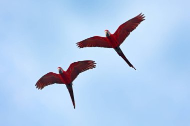 Red-and-green Macaw, Ara chloroptera, in the dark green forest habitat. Beautiful macaw parrot from Amazon, Brazil. Bird in flight. Action wildlife scene from South America. Two big parrot in fly. clipart