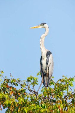 Cocoi balıkçıl, Ardea cocoi, mavi gökyüzü, Pantanal, Brezilya ile kuş. Güzel sabah güneşi kuş. Gün batımı doğa göl. Yaban hayatı Brezilya. Heron, sunrise, Pantanal.