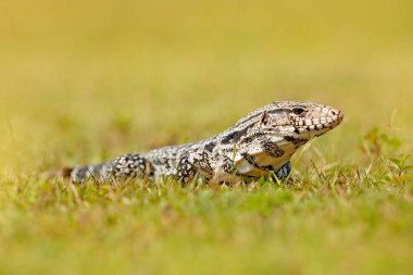 Tegu in green grass. Argentine Black and White Tegu, Tupinambis merianae, big reptile in the nature habitat, green exotic tropic animal in the green meadow, Pantanal, Brazil clipart