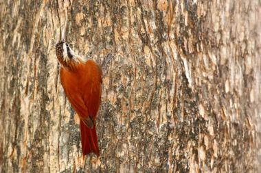 Woodcreeper dar gagalı, Lepidocolaptes ördeği, yabani kuş orman Habitat. Doğa, Kosta Rika dan yaban hayatı sahne. Bunu uçakta dikenli ağaç gövdesi. Amerika'dan uzun gagalı hayvan