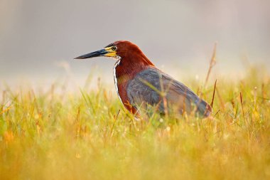 Akşam güneş, çizgili kaplan-Heron, Tigrisoma lineatum, arka ışık, doğa ortamlarında Pantanal, Brezilya akşam ile motteled kuş. Çim kuş. 