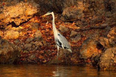 Cocoi heron, Ardea cocoi, bird with evening sun, Pantanal, Brazil. Bird in beautiful morning sun. Sunset nature lake. Wildlife Brazil. Heron, sunrise, Pantanal.  clipart