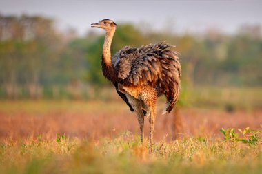 Brezilya yaban hayatı sahne. Uzun boyunlu kuş. Kabarık Tüy, doğa ortamında hayvan akşam güneşi, Pantanal, Brezilya ile daha büyük Rhea, Rhea americana, minik kuş. Çim çayır Rhea'da. 