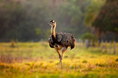 Kabarık Tüy, doğa ortamında hayvan akşam güneşi, Pantanal, Brezilya ile daha büyük Rhea, Rhea americana, minik kuş. Çim çayır Rhea'da. Brezilya yaban hayatı sahne. Uzun boyunlu kuş. 
