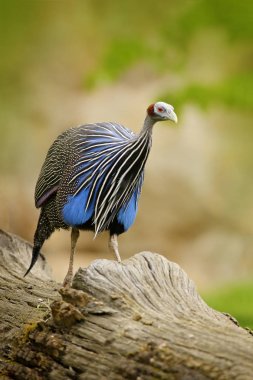 Vulturine beçtavuğu, Acryllium vulturinum, Afrika, doğa habitat kuş. Ağaç gövde, yeşil bitki üzerinde mavi gri kuş.