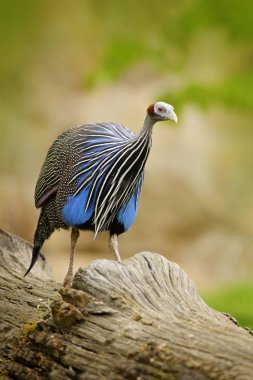 Vulturine guineafowl, Acryllium vulturinum, bird from Africa, nature habitat. Blue grey bird on tree trunk, green vegetation. clipart