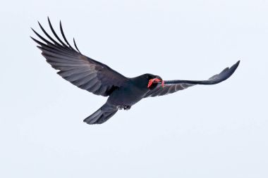 Sinek raven. Beyaz kar siyah kuş. Kışın, bill kan yakalama ile doğa yaşam alanı, İsveç raven. İlk kar kuş ile. Büyük beyaz siyah kuzgun ile kış. Karlı yerinden yaban hayatı