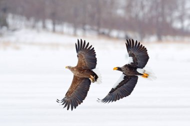 Kartal dövüşü. Balık ile mücadele kartal. Kış sahne, kuşları. Büyük Kartallar, kar deniz. Uçuş Kartal, Hokkaido, Japonya, Asya Ak kuyruklu. Eylem yaban hayatı gökyüzü olay yerine. Sinek kartal. Üç eagles.