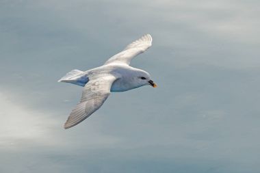 Uçan kuş. Fulmar sinek içinde. Kuzey Fulmar, Fulmarus glacialis, beyaz kuş, mavi su, koyu mavi buz içinde geçmiş, hayvan uçuş Arctic doğa yaşam alanı, Svalbard, Norveç. Soğuk doğada kuş. 