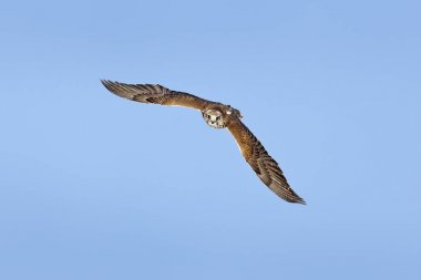Saker falcon, Falco cherrug, bird of prey fly.  Blue sky in cold winter, animal in nature habitat, France. Wildlife scene form nature. Bird flight.  clipart