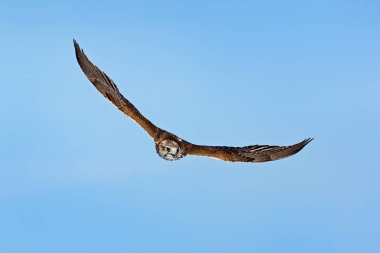 Ulu Şahin, Falco cherrug, Yırtıcı Kuş sinek. Soğuk kış, doğa ortamında, Fransa hayvan mavi gökyüzünde. Gökyüzü üzerinde kuş avlar. Yaban hayatı sahne formu doğa. Kuş Uçuş. 