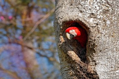 Bird in hole. Action wildlife scene nature. Big red parrot, fly from nest hole. Red-and-green Macaw, Ara chloroptera, in the dark green forest habitat. Beautiful macaw parrot from Panatanal, Brazil.  clipart