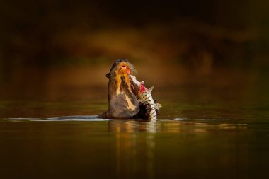 Catch balık su samuru. Dev su samuru, Pteronura brasiliensis, nehir su seviyesi portre Rio Negro, Pantanal, Brezilya. Doğadan yaban hayatı sahne. Hayvan davranış, Brezilya. Su samuru turuncu akşam.
