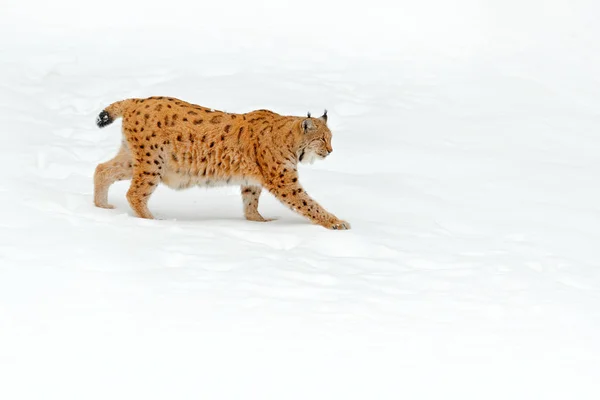 Рысь Снежном Лесу Евразийская Рысь Зимой Дикая Природа Чехии Снежный — стоковое фото
