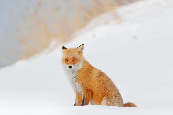 Raposa Vermelha Neve Branca Bela Natureza Animal Casaco Laranja Vida — Fotografia de Stock