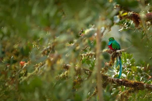 緑の鳥ケツァール Pharomachrus Mocinno コスタリカから壮大な神聖な緑色の鳥 山の熱帯森林の希少魔法動物 長い尾を持つ America Exotic 鳥のバードウォッチングの生息地 — ストック写真