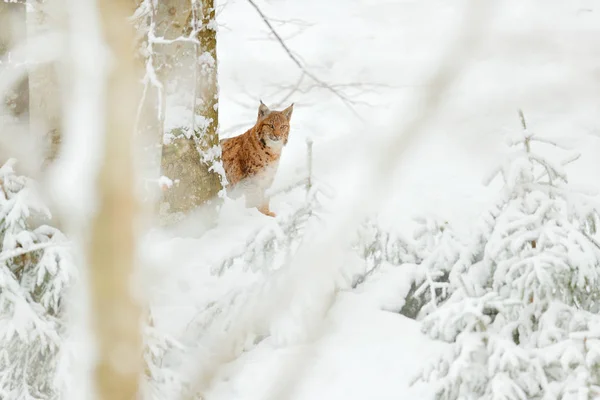 スノー フォレストのリンクス 冬にヨーロッパオオヤマネコ チェコの自然から野生動物のシーン 自然の生息地で雪猫は 野生のネコ科の母 自然野生動物の生息地でリンクス つの猫の木雪します — ストック写真