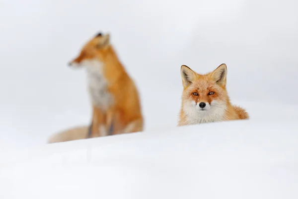 Red Fox Biały Śnieg Zwierzęca Natura Piękny Pomarańczowy Płaszcz Dzikość — Zdjęcie stockowe