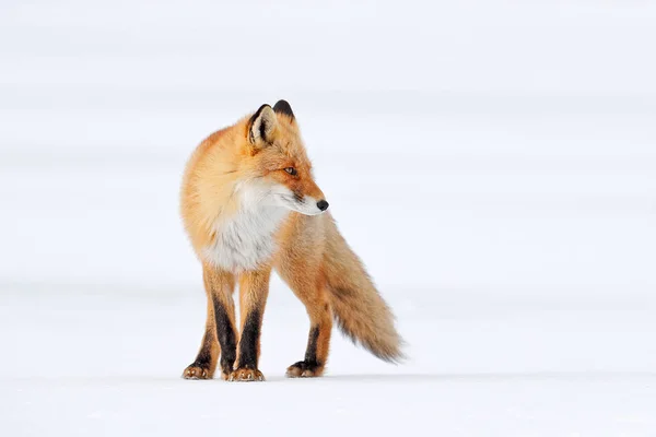 Volpe Rossa Nella Neve Bianca Bellissimo Cappotto Arancione Natura Animale — Foto Stock
