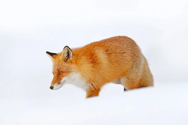 Red Fox Bílém Sněhu Krásný Oranžový Kabát Zvířecí Povahy Volně — Stock fotografie